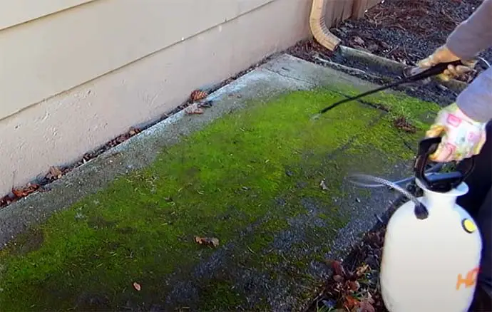 how-to-get-rid-of-moss-on-concrete-naturally-or-with-strong-chemicals