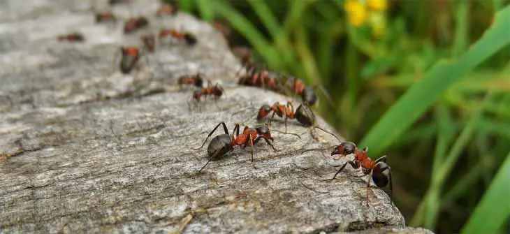 Ants In Your Garden
