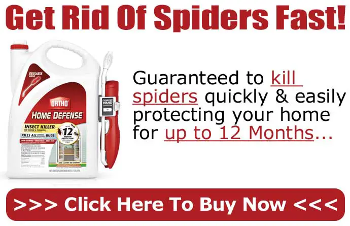 Get Rid Of Spiders Fast